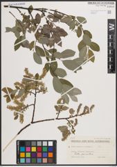 Foto von Salix caprea L. x Salix repens L.